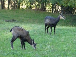 chamois
